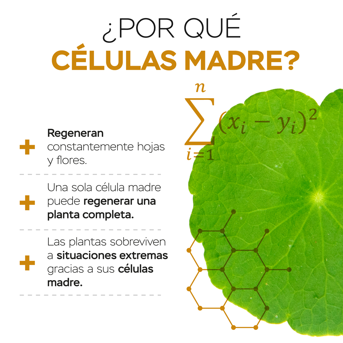 Sueros faciales día y noche + cuello con células madre vegetales