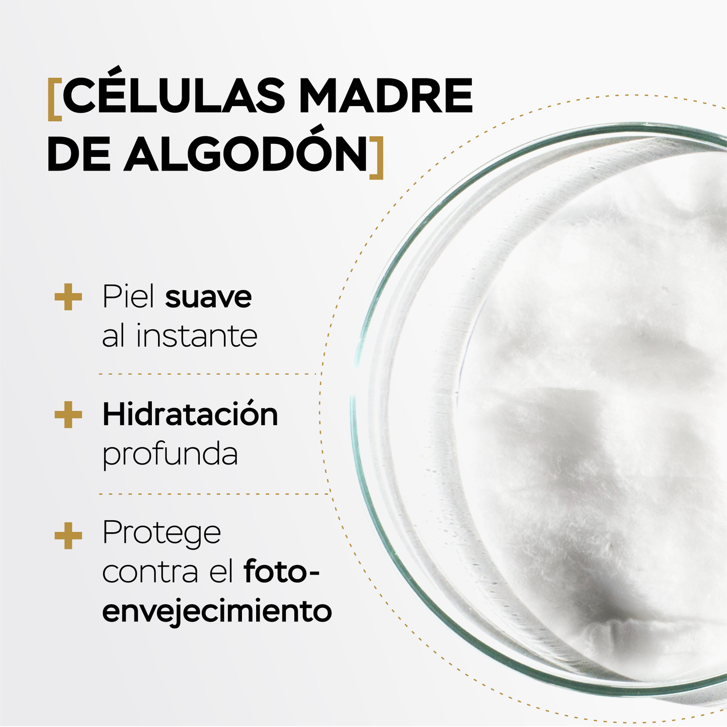 Contorno ojos día efecto frío con células madre y aminoácidos de Seda