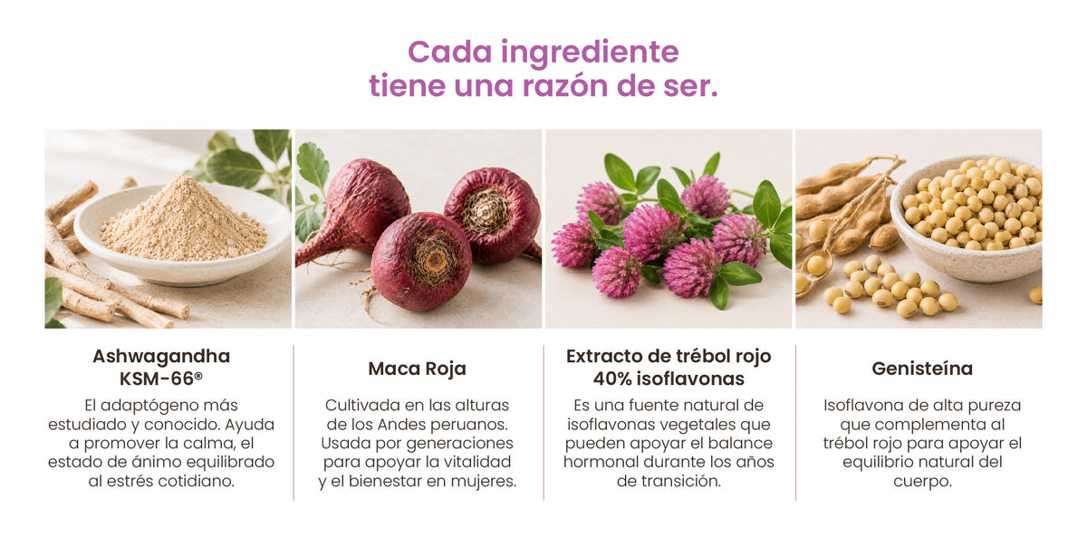 Cada ingrediente tiene una razón de ser: ashwagandha KSM-66®, maca roja, extracto de trébol rojo 40% isoflavonas y genisteína.